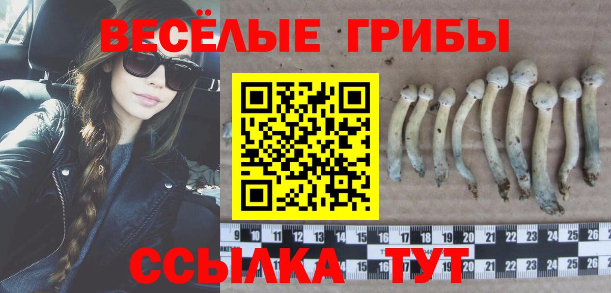 Псилоцибиновые грибы Cubensis Тулун